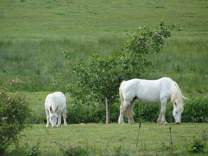 raids-ferme-pédagogique-de-la-tournerie-judith-et-pablo