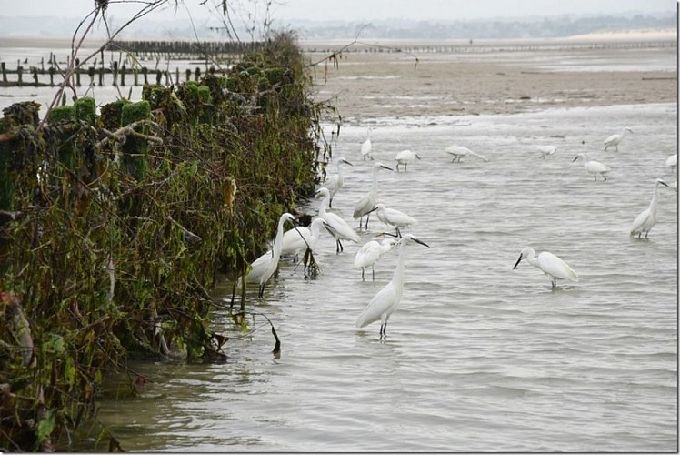 pecherie-maillard-hauteville-1