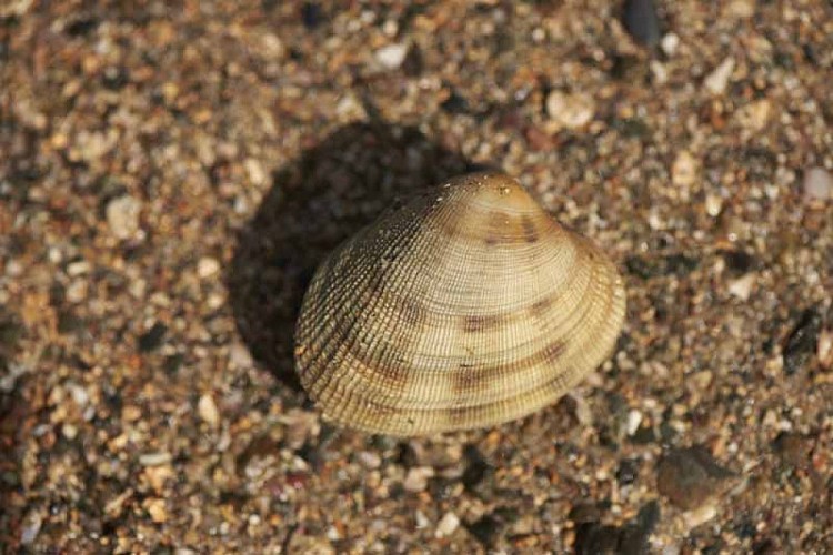 Agon-Coutainville_APP2R_estran4©Yann Renouf