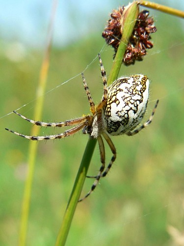 Balade nature / une araignée au bout du fil