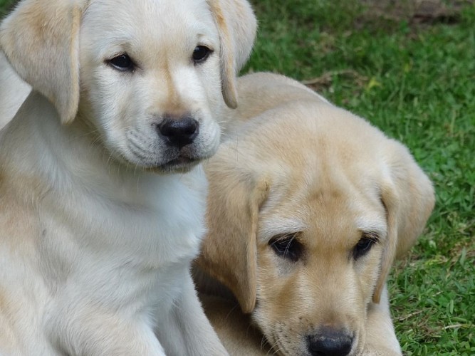 Parc de la Sauvagette Labradors Lanquetot Caux Seine Normandie Tourisme