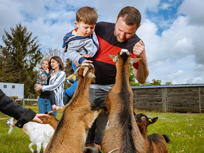 Parc de la Sauvagette Chèvres 2 Lanquetot Caux Seine Normandie Tourisme