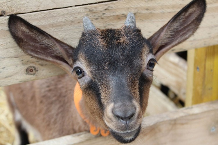 Chèvrerie de Bliquetuit - Mars 2018 - Noémie Vollais - Saint Nicolas de Bliquetuit - Caux Seine Tourisme  (2)