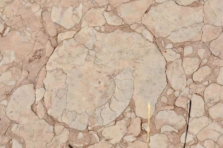 Ammonite, oucanes de Chabrières - Réallon