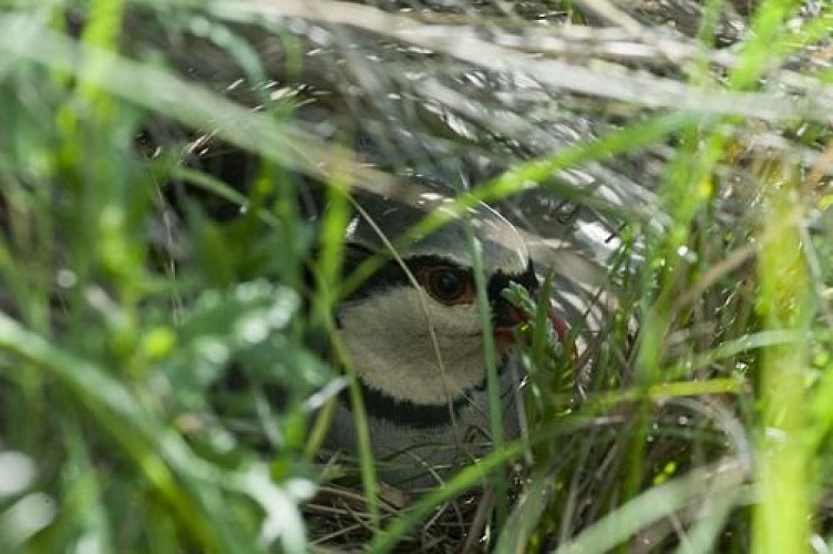 Perdrix bartavelle cachée dans l'herbe