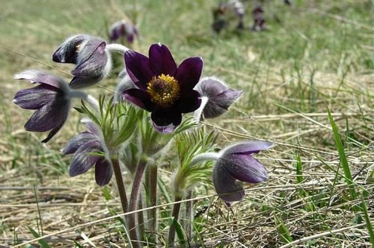 Pulsatilles de montagne