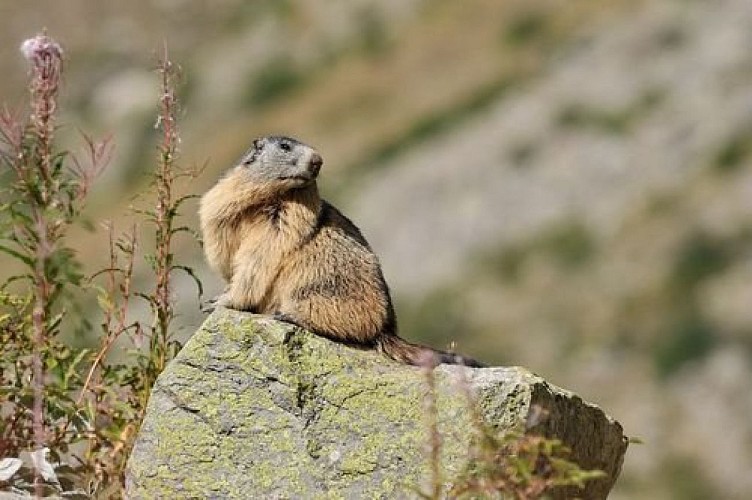Marmotte sur un rocher