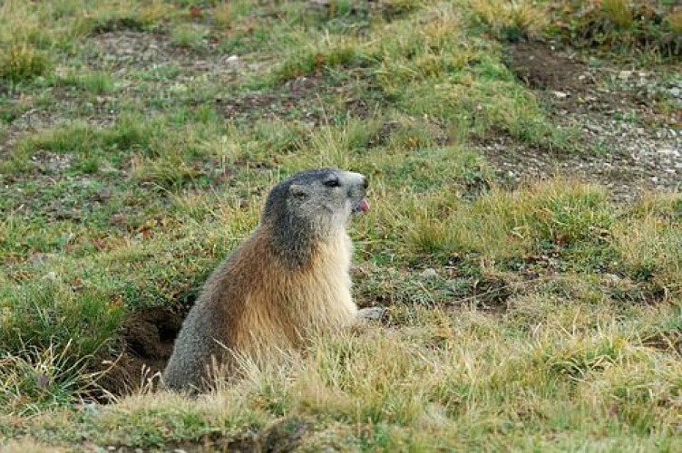 Marmotte sortant de son terrier