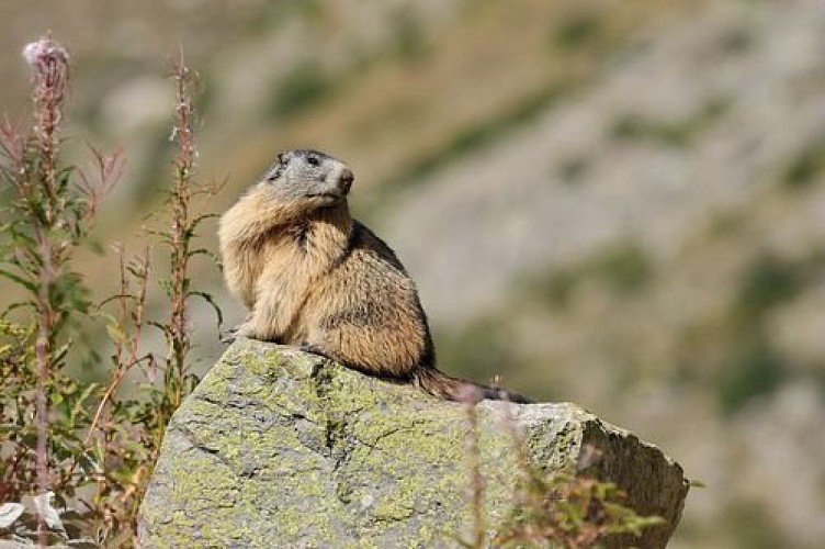 Marmotte sur un rocher
