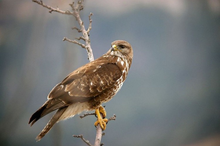 Buse Variable