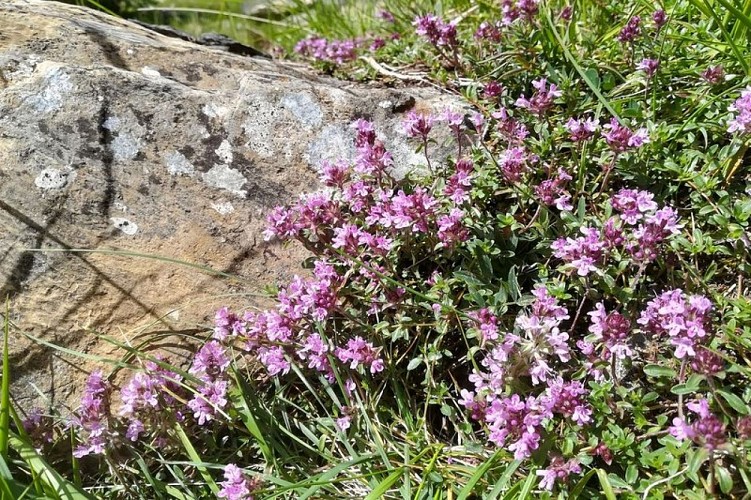 Thym serpolet en fleur