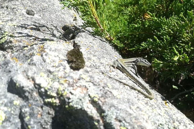 Lézard des murailles