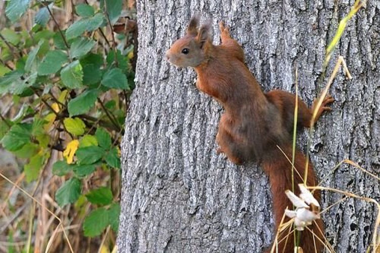 Ecureuil roux grimpant sur un tronc