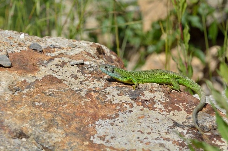 Lézard vert sur son rocher