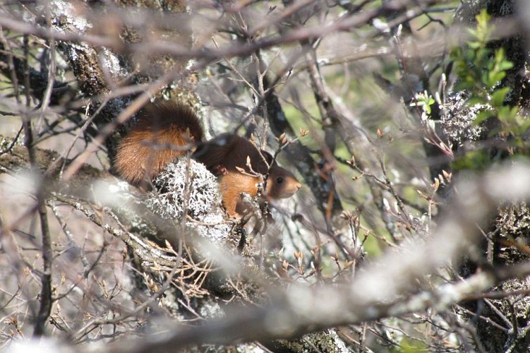 Ecureuil Roux bondissant d'arbre en arbre