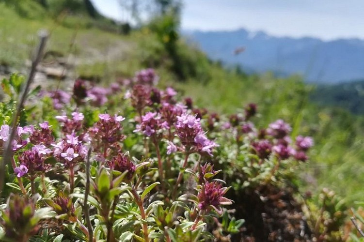 Thym serpolet en fleur