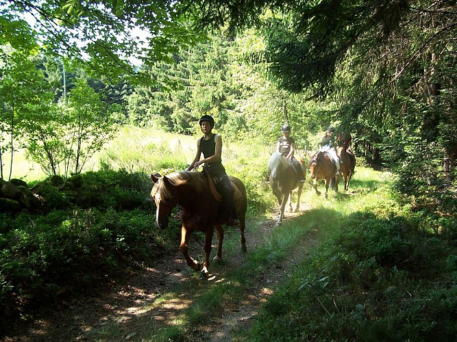 Promenade / Randonnée à cheval dans les Vosges (Le Tholy, Gerardmer)