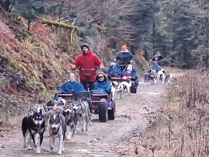 Canirando avec Chiens de Traîneau Vosges