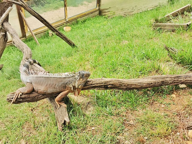 La ferme des reptiles