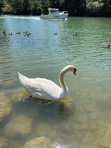 Croisière - Balade faune & flore commentée sur la Marne