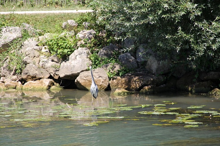 Croisière - Balade faune & flore commentée sur la Marne