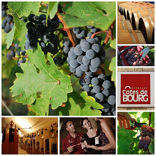 Côtes de Bourg vineyard
