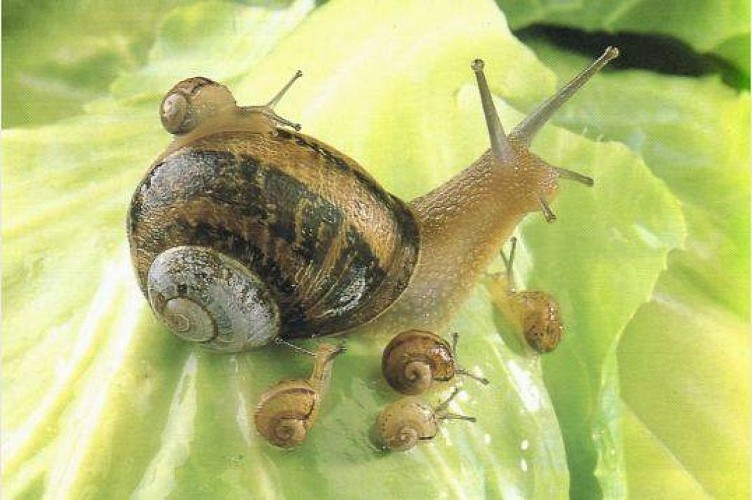 Escargot