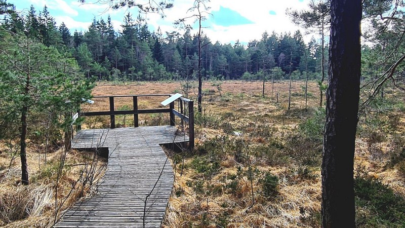 Tourbière de la Bouyère
