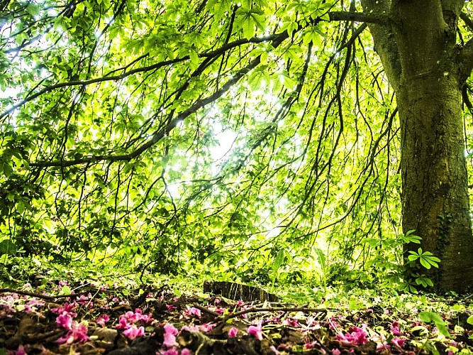 3 - sous le marronnier rouge