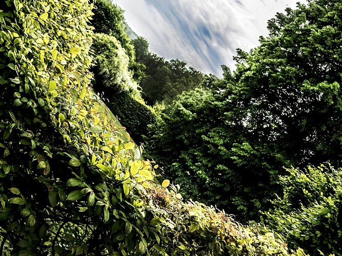 5-Vagues végétales