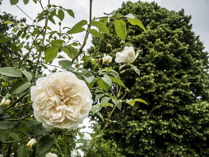 La rose et le tilleul - Le Jardin du Crapaud à trois pattes