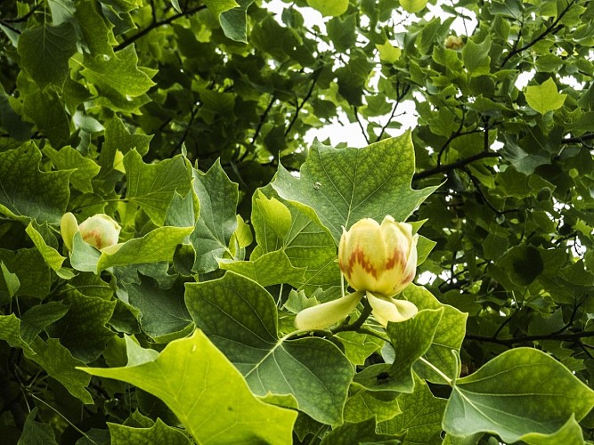 4-Tulipier de Virginie