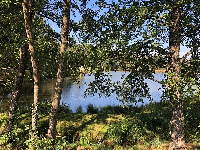 du-bruit-dans-les-bruyeres-50775-0