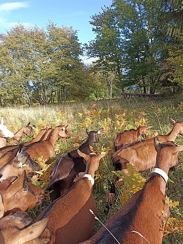 Balade à la ferme : Gaec des treize vents