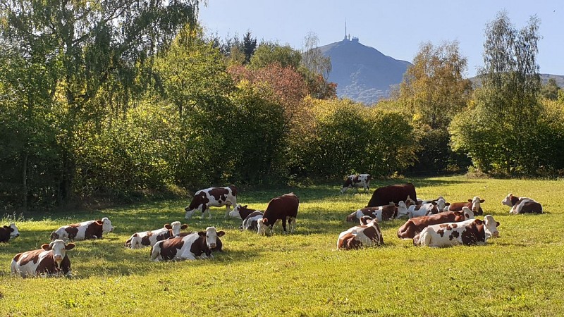 Balade à la ferme : Gaec de Penysarcenat