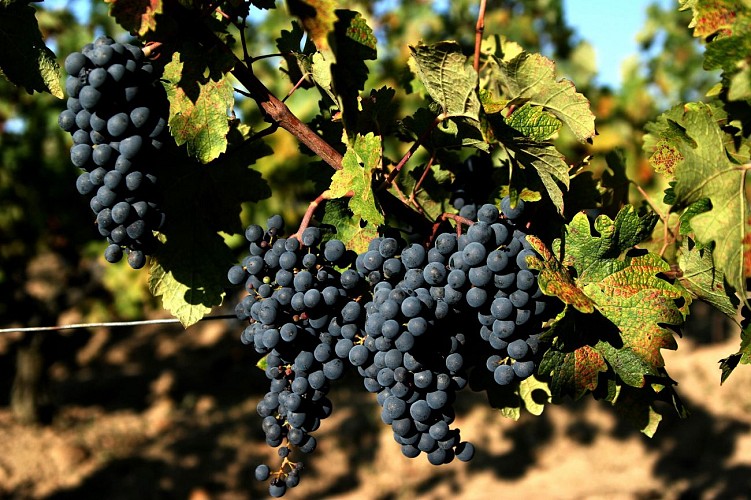 Ampelidae--Marigny-Brizay--fourni-par-prestataire--18-