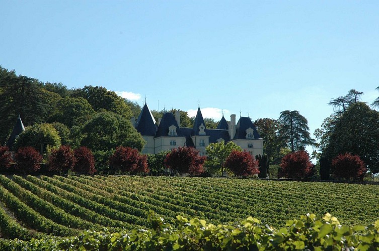 Ampelidae--Marigny-Brizay--fourni-par-prestataire--21-