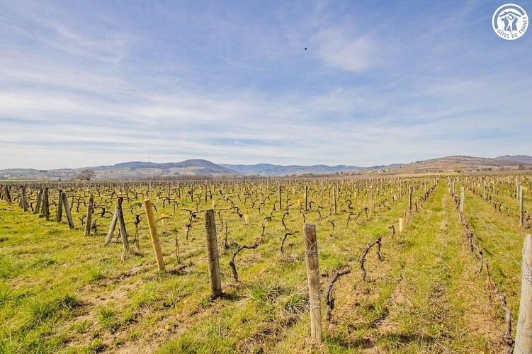 Entre Pins et Vignes