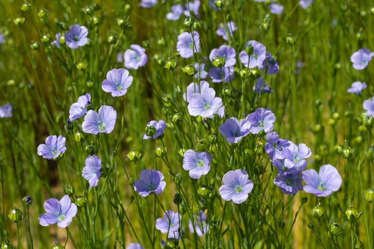 ferme-saint-vaast-fleurs-de-lin