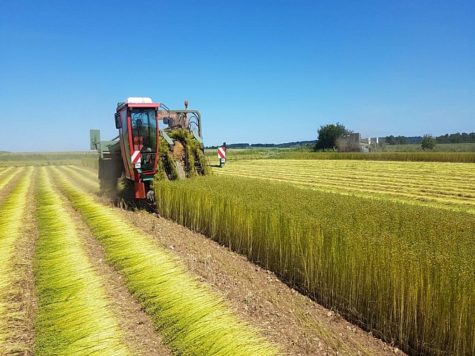 ferme-saint-vaast-arrachage-du-lin