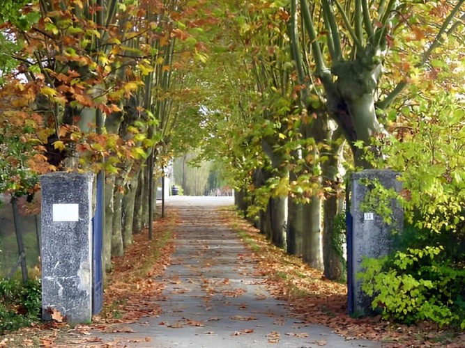 Yvrac-Vignobles-Pestoury-3_800x600