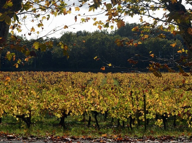 Vignobles_Pestoury_800x600