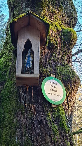 Chêne de la vierge