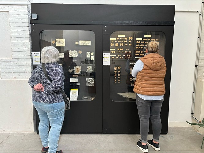 Vitrine de la plus vieille araignée du monde.