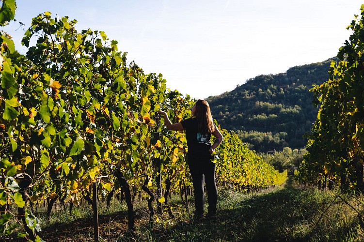 Domaine des côteaux d'Engraviès