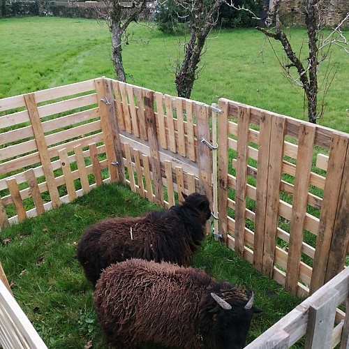 moncoutant-ferme-des-petits-chouchous-moutons