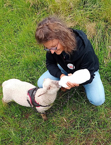 moncoutant-ferme-des-liens-tisses-agneau