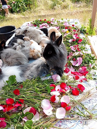 moncoutant-ferme-des-liens-tisses-lapins