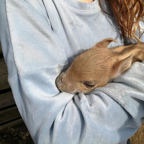 moncoutant-ferme-des-liens-tisses