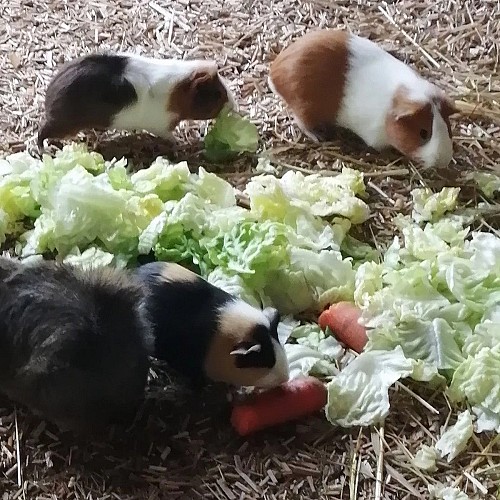 moncoutant-ferme-des-liens-tisses-cochons-d-inde